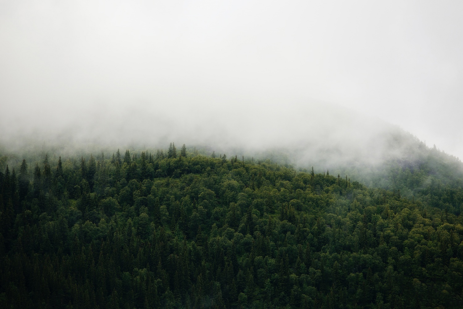 Fog is rolling through the forest on a lush hillside. Photo by Jon Flobrant on Unsplash